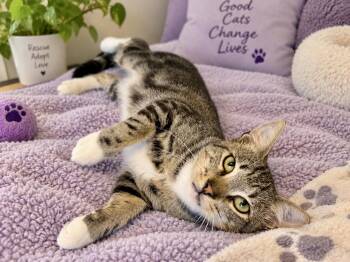 Monkey -  Domestic Short Hair Cat for Adoption in Gilroy, California - Monkey | PetCurious