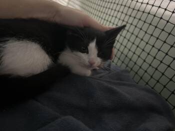 Cesar number one -  Domestic Short Hair Cat for Adoption in West Nyack, New York - Cesar Number One | PetCurious