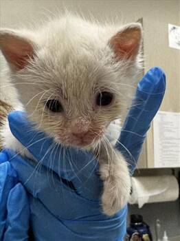 BONBON -  Domestic Short Hair Cat for Adoption in Las Vegas, Nevada - BONBON | PetCurious