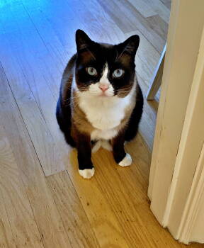 Rescue Siamese and Snowshoe Cats for Adoption in Hillsboro, Oregon - POPPY #1758 - Offered By Owner | PetCurious