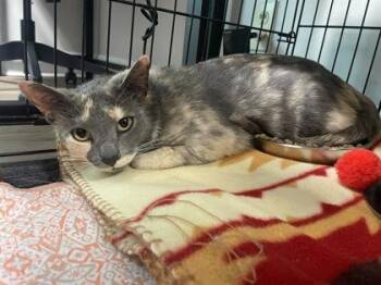 Domestic Short Hair Cats Available for Adoption in Lawrenceville, Georgia - Honeynut | PetCurious