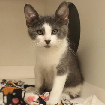Parker -  Domestic Short Hair Cat for Adoption in Champaign, Illinois - Parker | PetCurious