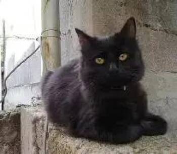 Domestic Long Hair Cats Available for Adoption in Muskego, Wisconsin - Ebony | PetCurious