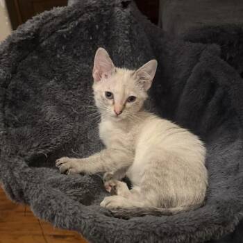Izma -  Siamese Cat for Adoption in Bentonville, Arkansas - Izma | PetCurious