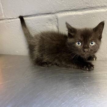 TUSC-Stray-84654_2 -  Domestic Short Hair Cat for Adoption in Tuscaloosa, Alabama - TUSC-Stray-84654_2 | PetCurious