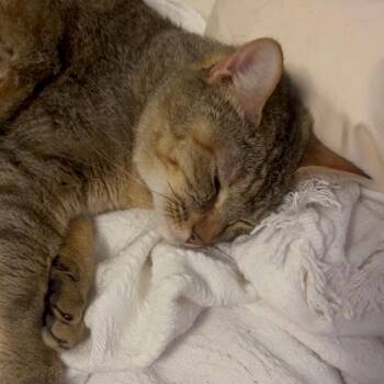Mihku -  Domestic Short Hair Cat for Adoption in Woodinville, Washington - Mihku | PetCurious
