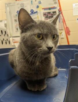 Rescue Domestic Short Hair Cats for Adoption in Aliquippa, Pennsylvania - STACY | PetCurious