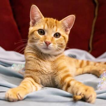 Rescue Domestic Short Hair Cats for Adoption in Stoughton, Wisconsin - Pickles | PetCurious