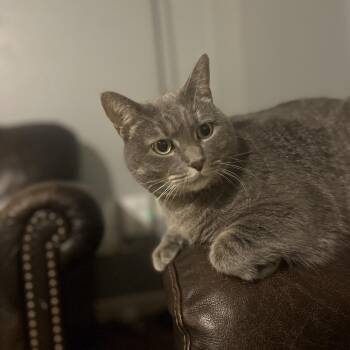 Luisa -  American Shorthair Cat for Adoption in Lynchburg, Virginia - Luisa | PetCurious
