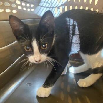 Kidada -  Domestic Short Hair Cat for Adoption in West Palm Beach, Florida - Kidada | PetCurious