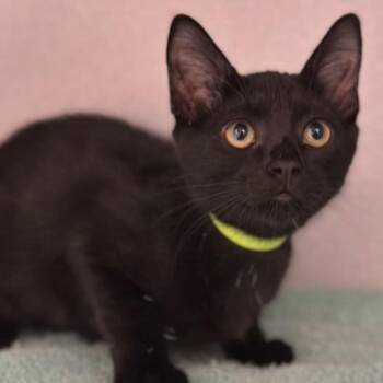 -Binx -  Domestic Short Hair Cat for Adoption in Red Bluff, California - -Binx | PetCurious