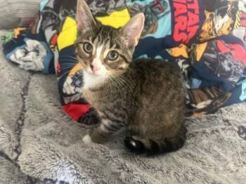 Glory -  Domestic Short Hair Cat for Adoption in Mokena, Illinois - Glory | PetCurious