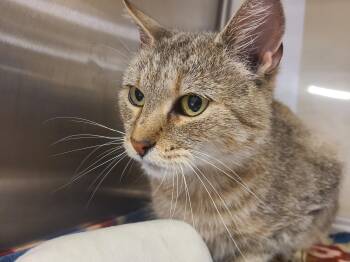 French Fry -  Domestic Short Hair Cat for Adoption in Gerrardstown, West Virginia - French Fry | PetCurious
