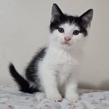 Conure -Preadoption ONLY -  Domestic Short Hair Cat for Adoption in Chilliwack, British Columbia - Conure -Preadoption ONLY | PetCurious