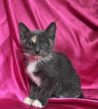 Dilute Calico Cats Available for Adoption in Rowland Heights, California - LILLY | PetCurious