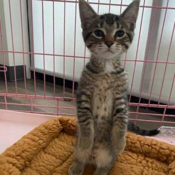 Grilliam -  Domestic Short Hair Cat for Adoption in Dayton, Ohio - Grilliam | PetCurious