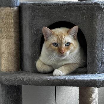 Siamese Cats Available for Adoption in St. Petersburg, Florida - Richard | PetCurious