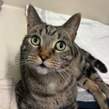 Left Twix -  Domestic Short Hair Cat for Adoption in St. Helena, California - Left Twix | PetCurious