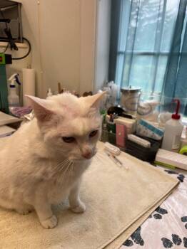 Sophie (fka Clarissa) -  Domestic Short Hair Cat for Adoption in Cumberland, Maine - Sophie (fka Clarissa) | PetCurious