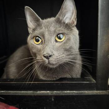 Merlin -  Domestic Short Hair and Mixed Breed Cat for Adoption in Louisville, Kentucky - Merlin | PetCurious