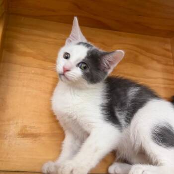 Atticus -  Domestic Short Hair Cat for Adoption in Montgomery, Alabama - Atticus | PetCurious