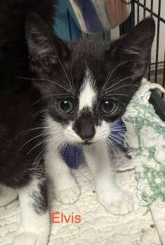 Domestic Short Hair Cats Available for Adoption in Shrewsbury, Massachusetts - Elvis | PetCurious