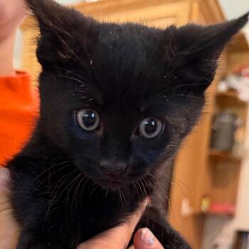 Weston -  Domestic Long Hair Cat for Adoption in Klamath Falls, Oregon - Weston | PetCurious
