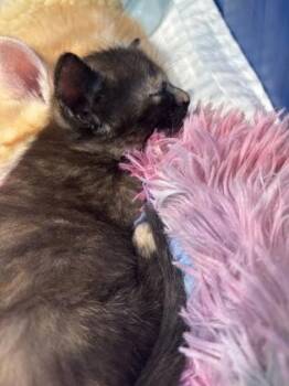 Zola -  Domestic Long Hair and Domestic Short Hair Cat for Adoption in Fishers, Indiana - Zola | PetCurious