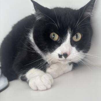 Domestic Short Hair Cats Available for Adoption in Tulsa, Oklahoma - Conway | PetCurious