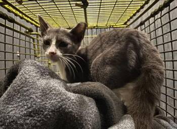 SULTE -  Domestic Short Hair Cat for Adoption in San Antonio, Texas - SULTE | PetCurious