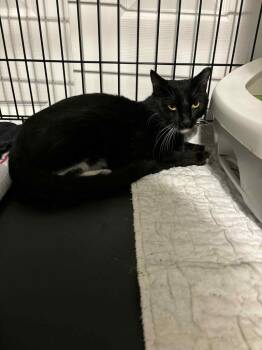 Rescue Domestic Short Hair Cats for Adoption in Ballwin, Missouri - Goodfellow | PetCurious