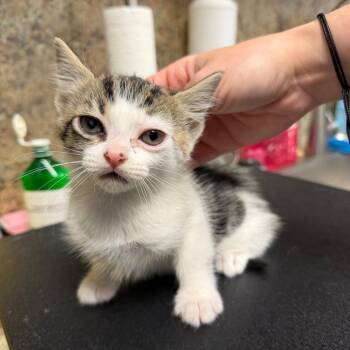 Anna -  Domestic Short Hair Cat for Adoption in Webster, Texas - Anna | PetCurious