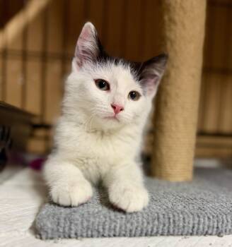Robin Hood -  Domestic Short Hair Cat for Adoption in Reeseville, Wisconsin - Robin Hood | PetCurious