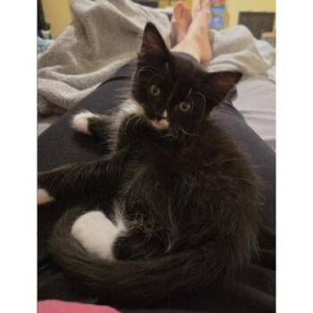 Muffy Abby, adopt with Teddy and Oscar -  Domestic Medium Hair and Domestic Short Hair Cat for Adoption in Hudson, Massachusetts - Muffy Abby, Adopt With Teddy And Oscar | PetCurious