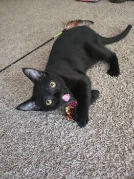 Rescue Domestic Short Hair Cats for Adoption in Long Beach, Mississippi - Salvador | PetCurious