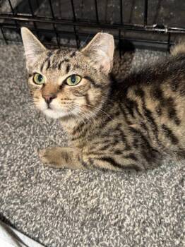 Nyx -  Domestic Short Hair Cat for Adoption in Pitman, New Jersey - Nyx | PetCurious
