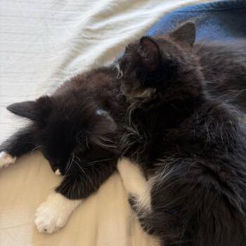 Juicebox(brn) -  Domestic Long Hair Cat for Adoption in Denver, Colorado - Juicebox(brn) | PetCurious