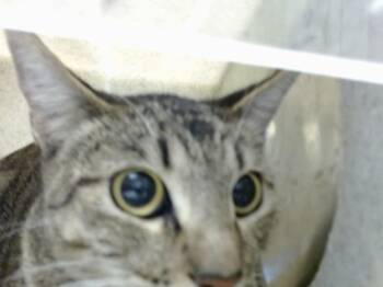 Rescue Domestic Short Hair Cats for Adoption in Moreno Valley, California - A546824 | PetCurious