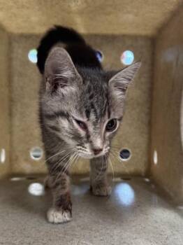 CHARM -  Domestic Short Hair Cat for Adoption in Louisville, Kentucky - CHARM | PetCurious