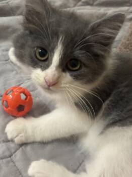 Lamine -  Domestic Medium Hair Cat for Adoption in Cincinnati, Ohio - Lamine | PetCurious