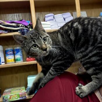 Rescue Domestic Short Hair Cats for Adoption in Fort Worth, Texas - Katniss | PetCurious