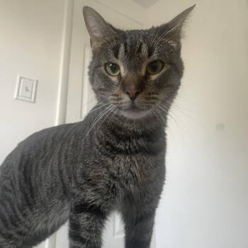 Domestic Short Hair Cats Available for Adoption in Jupiter, Florida - Bisquick | PetCurious