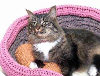FREYA -  Domestic Long Hair Cat for Adoption in Fort Lauderdale, Florida - FREYA | PetCurious