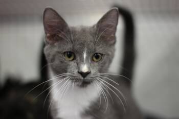 Rescue Domestic Short Hair Cats for Adoption in Rockford, Illinois - Frisbee | PetCurious