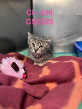 Chi-Chi -  Domestic Medium Hair Cat for Adoption in Clarksville, Tennessee - Chi-Chi | PetCurious