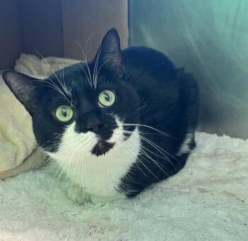 FELIX -  Domestic Short Hair Cat for Adoption in Boston, Massachusetts - FELIX | PetCurious