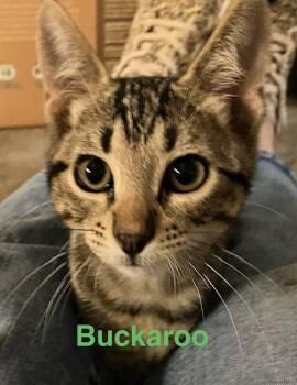 Buckaroo -  Domestic Short Hair Cat for Adoption in Zimmerman, Minnesota - Buckaroo | PetCurious