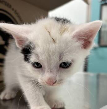 2 Train -  Domestic Short Hair Cat for Adoption - 2 Train | PetCurious