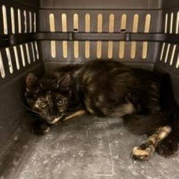 Gale -  Domestic Medium Hair Cat for Adoption in Lake Jackson, Texas - Gale | PetCurious