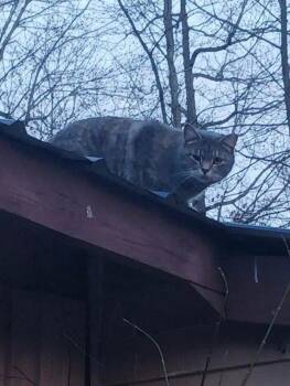 Helen -  Domestic Short Hair Cat for Adoption in Cromwell, Kentucky - Helen | PetCurious